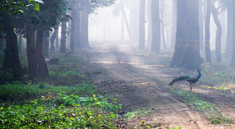 Pilibhit Tiger Reserve Uttar pradesh
