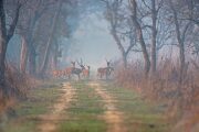 Dudhwa National Park to reopen on Nov 15