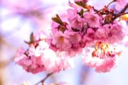 Cherry Blossom Festival 2021 begins at Shillong
